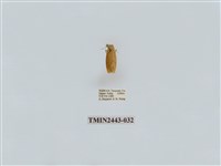 藏品(燈蛾29)的圖片